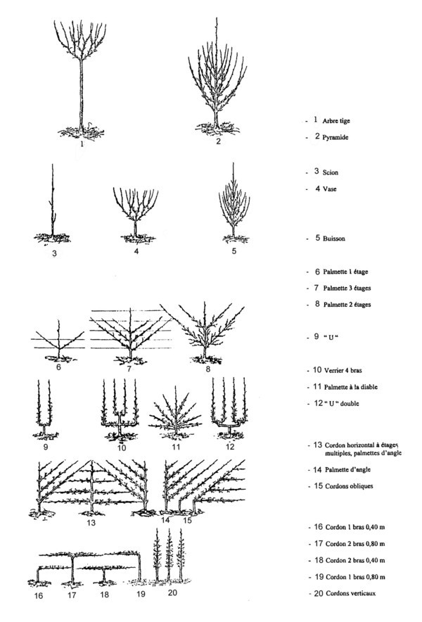 https://www.amenagementdujardin.net/wp-content/uploads/2014/06/formes_arbres_fruitiers.jpg