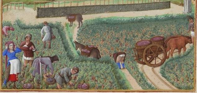 La récolte du raisin en septembre. Dans cette miniature du XVe siècle, on remarque que la vigne ne forme pas de longs alignements comme aujourd’hui. Détail des Très Riches Heures du duc de Berry, Septembre (Musée Condé à Chantilly)
