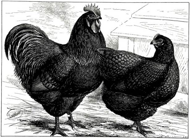 http://informations-documents.com/environnement/coppermine15x/albums/gallerie%20animaux/gravures%20volailles/gravures_volailles_-_poule_et_coq_black_orpingtons.jpg