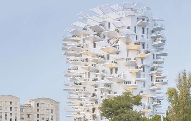 L'Arbre blanc, habitat héliotrope