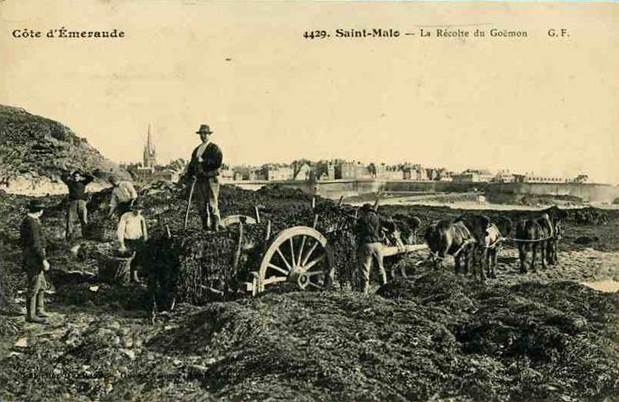 B - 35 - SAINT MALO - La Récolte De Goëmon - Attelage - Cheval - Varech  - - Saint Malo