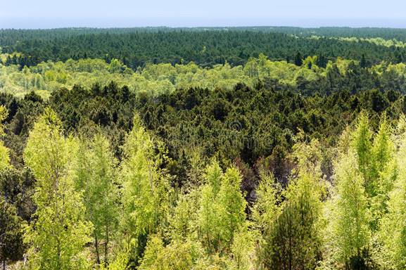 Résultat de recherche d'images pour "foret mélangée"