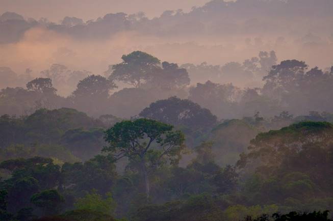 Résultat de recherche d'images pour "foret canopée"