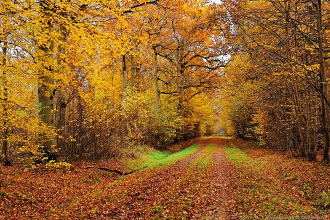 Résultat de recherche d'images pour "foret allée"