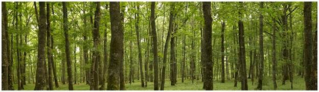 Résultat de recherche d'images pour "droits obligations forets"