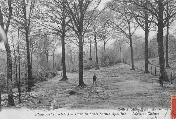 Elancourt. Les Gros Chênes Dans La Forêt De Sainte Apolline. - Elancourt