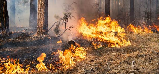 Les flammes d'un feu de broussailles s'approchent d'un arbre.