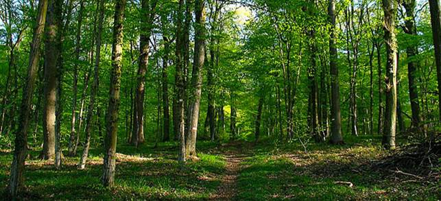 L'investissement forestier à travers le groupement forestier  d'investissement - Pierrepapier.fr